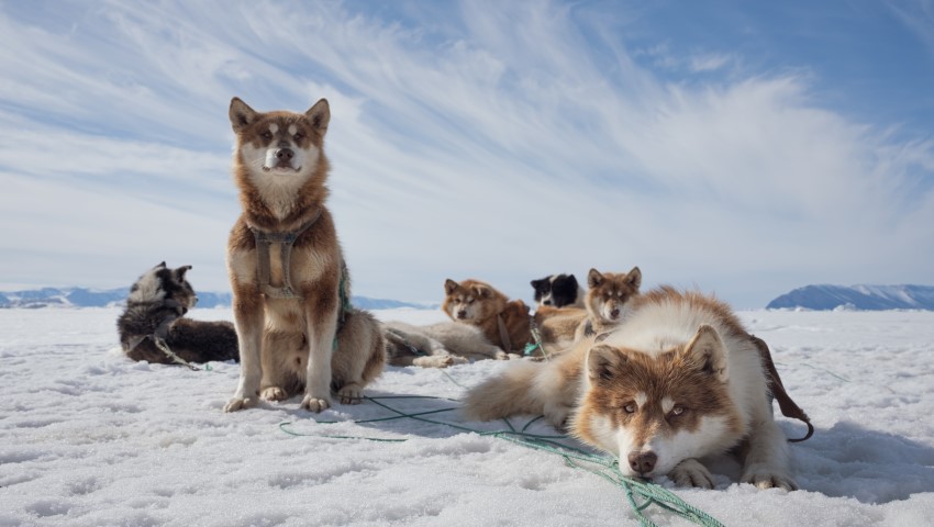 „Arktyka” już 5 listopada na kanale Polsat Viasat Nature